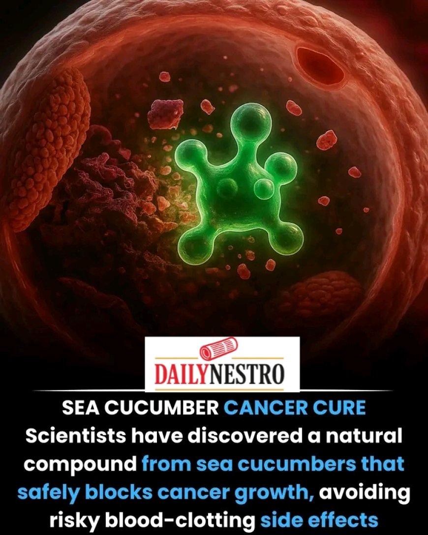 Sea Cucumbers and Cancer: A Promising Natural Discovery from the Ocean
