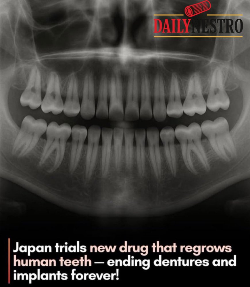 Breakthrough Discovery: New Japanese Drug Allows Humans to Regrow Lost Teeth