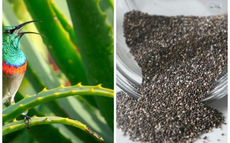 The Secret to Stronger, Thicker Hair: Aloe Vera and Chia Seed Hair Mask