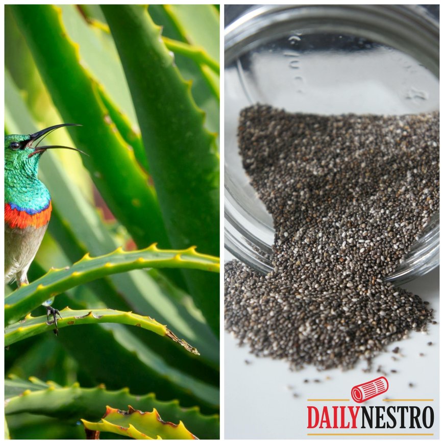 The Secret to Stronger, Thicker Hair: Aloe Vera and Chia Seed Hair Mask